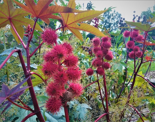 Rącznik pospolity(  Ricinus communis)